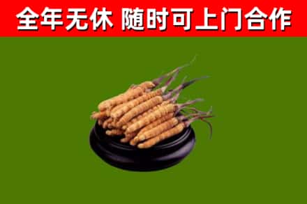 荆州烟酒回收冬虫夏草.jpg